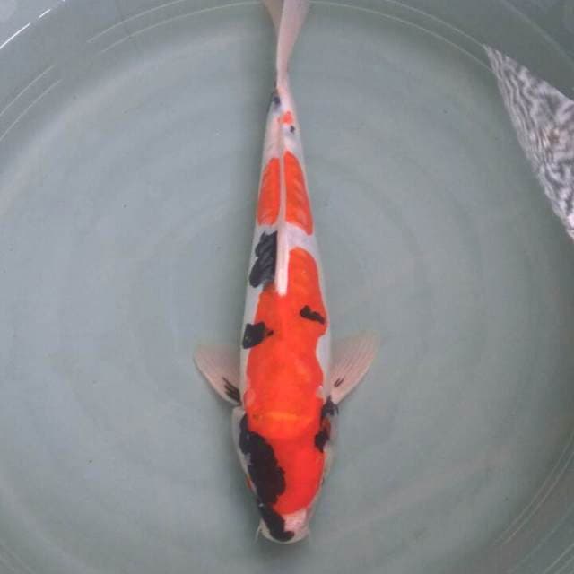 Showa doitsu