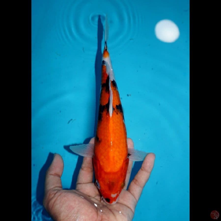 SHOWA, 25 CM