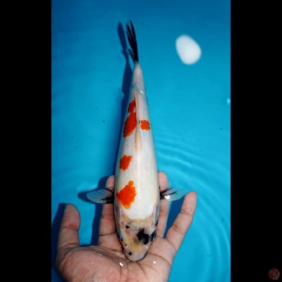 SHOWA, 25 CM