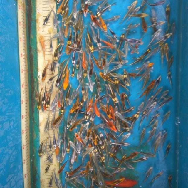 Mix baby koi 400 ekor