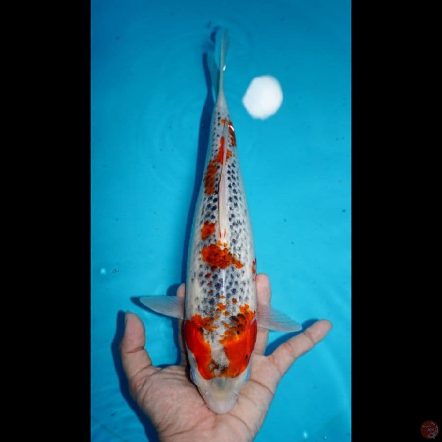 GOSHIKI, 32 CM