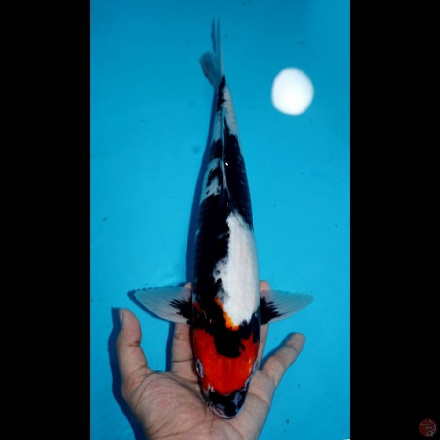 TANCHO SHOWA, 38 CM