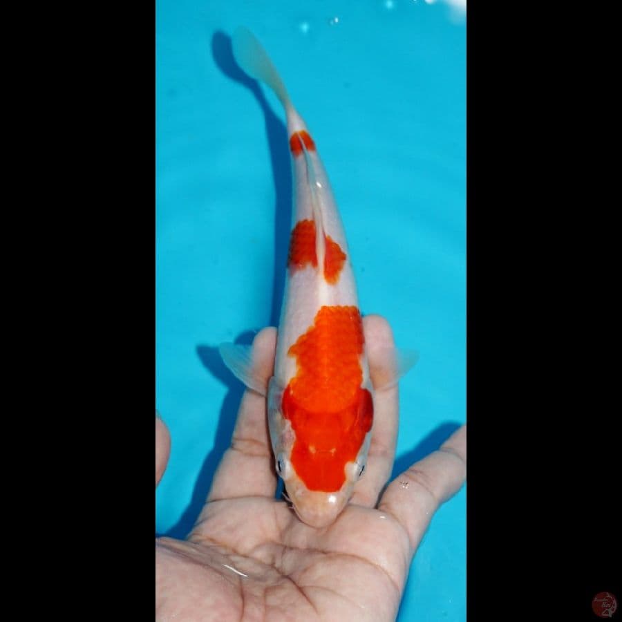 ROADTO2.2 ~ KOHAKU, 20CM