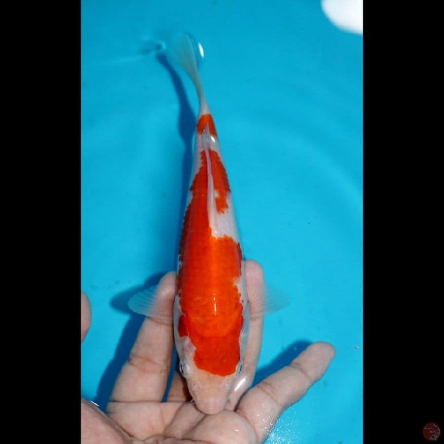 ROADTO2.2 ~ KOHAKU, 19CM