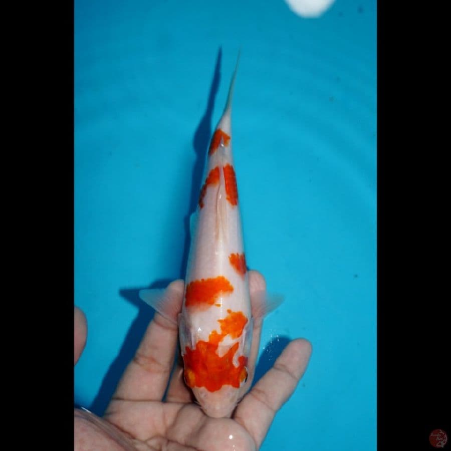ROADTO2.2 ~ KOHAKU, 18CM