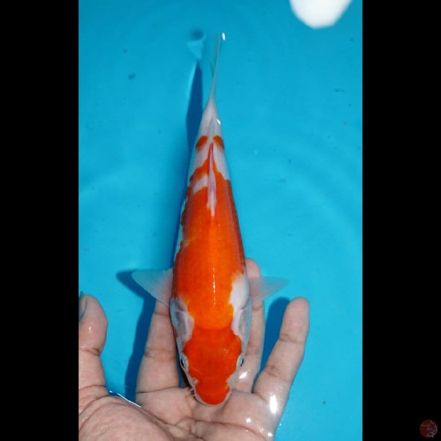 ROADTO2.2 ~ KOHAKU, 20CM
