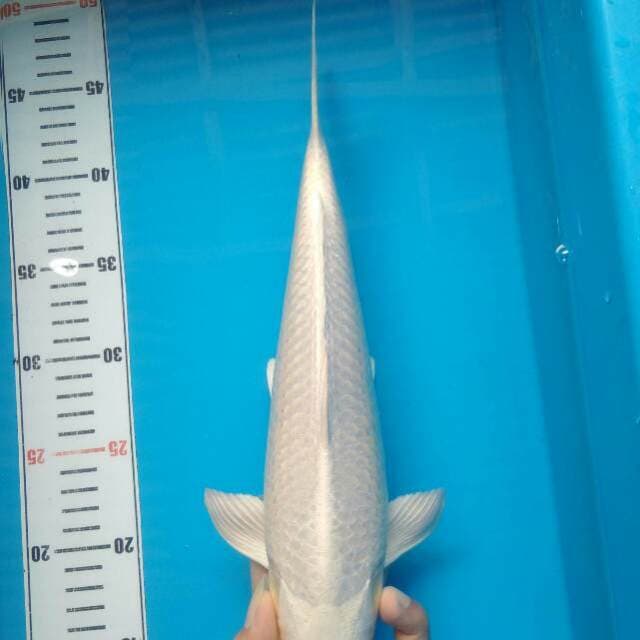 Platinum Putih Brsih Bakat Jumbo