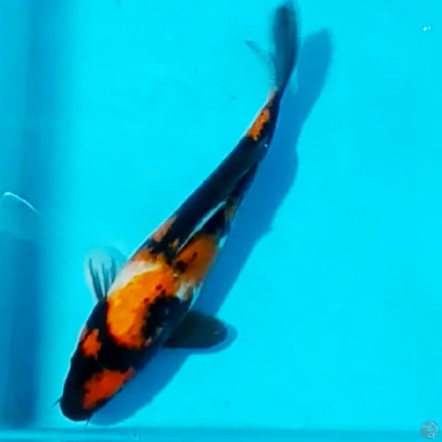 showa