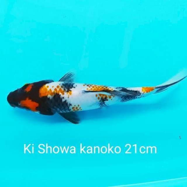 Ki Showa kanoko 21Cm