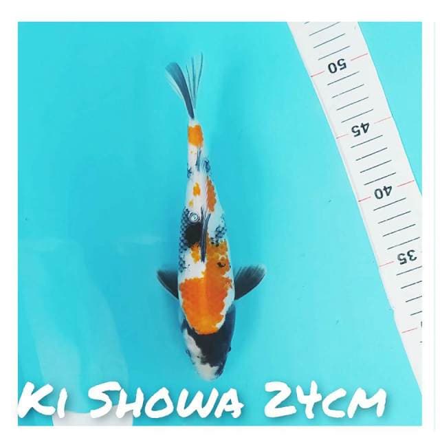 Ki Showa 24cm