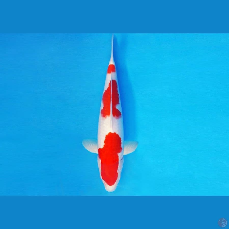 MEDUSA 8 ~ KOHAKU 34 cm/fm ™