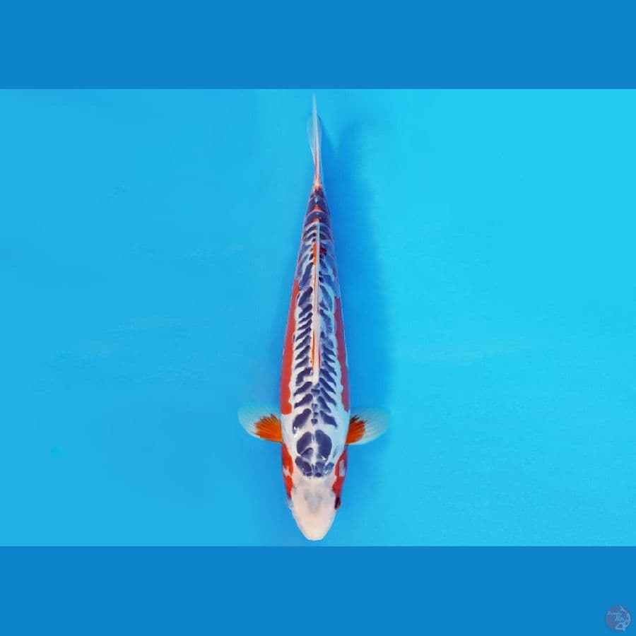 MEDUSA 9 ~ SHUSUI 35 cm/fm ™