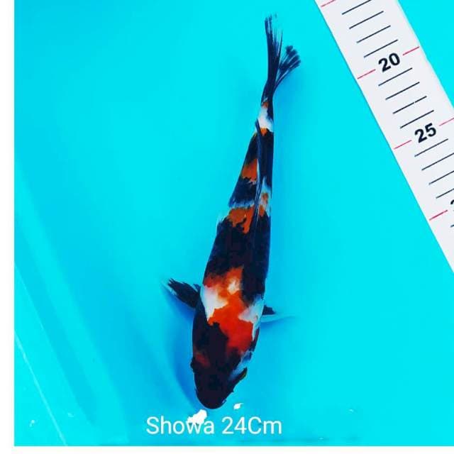 Showa 24cm