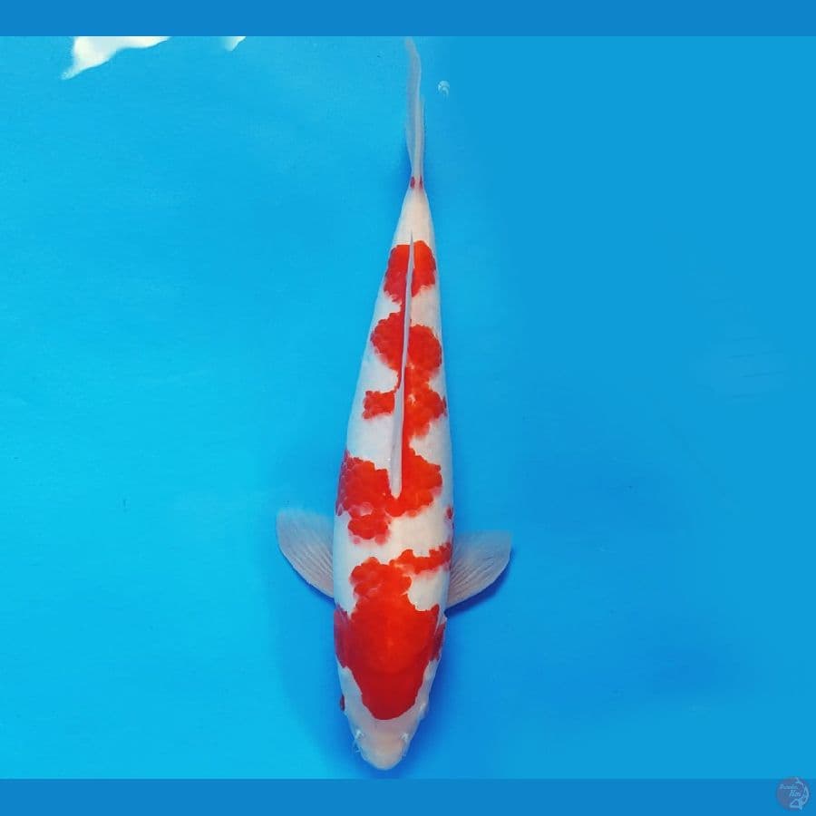 MEDUSA 11 ~ KOHAKU 35 cm/male ™