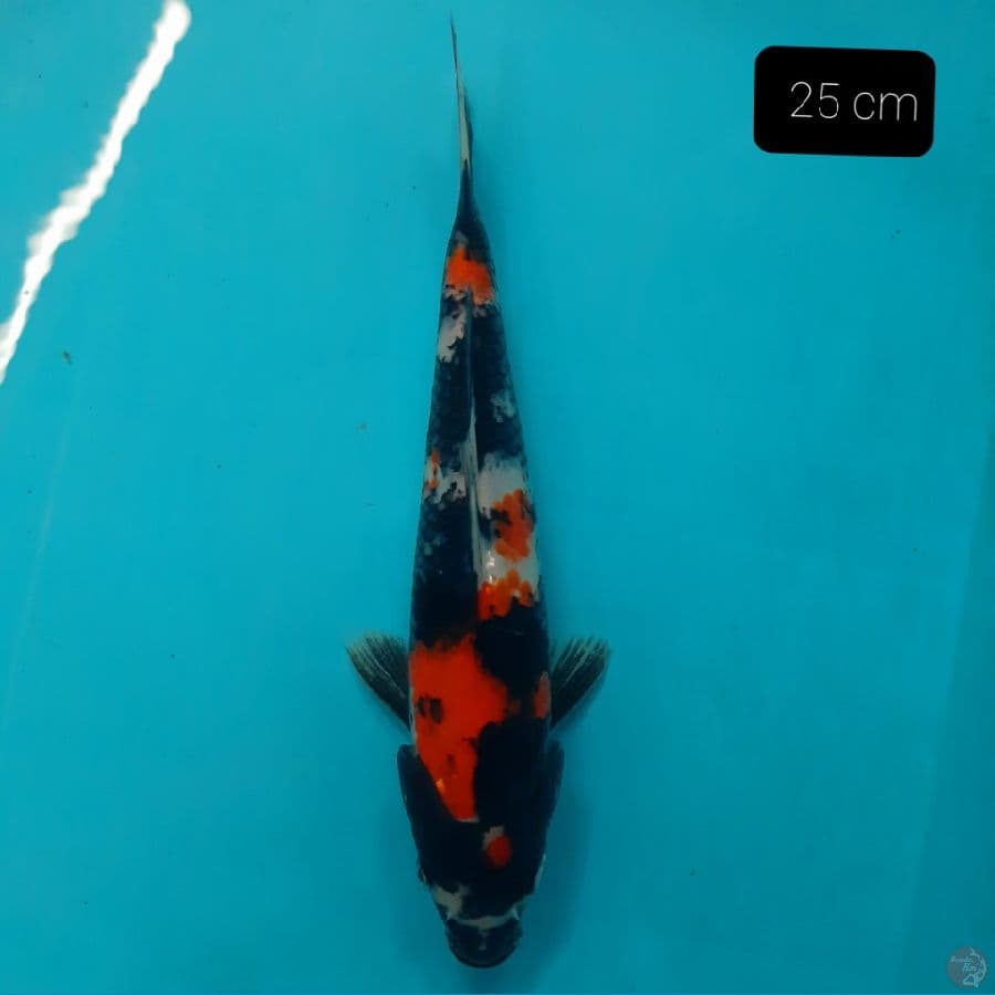 showa 25 cm