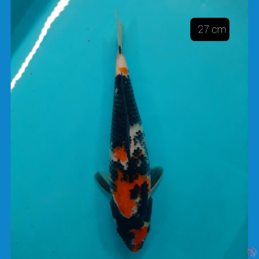showa 27 cm