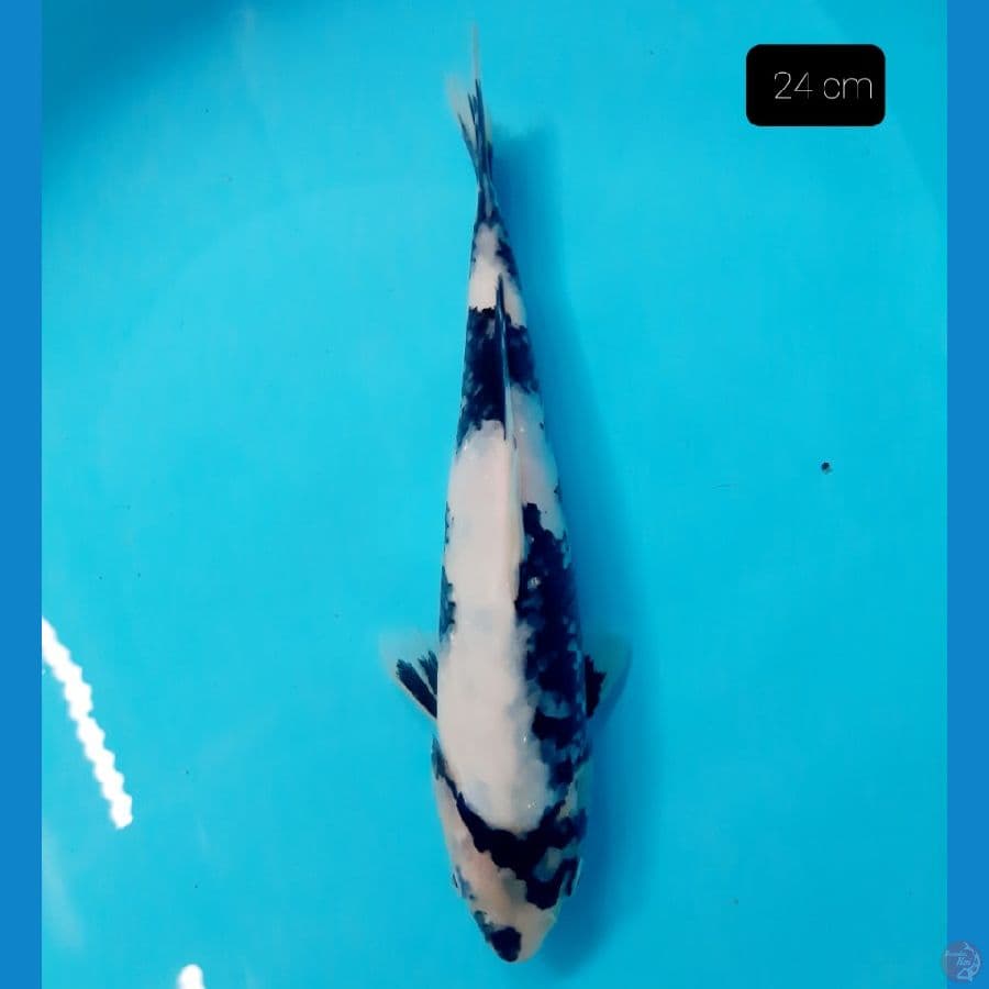 shiro 24 cm