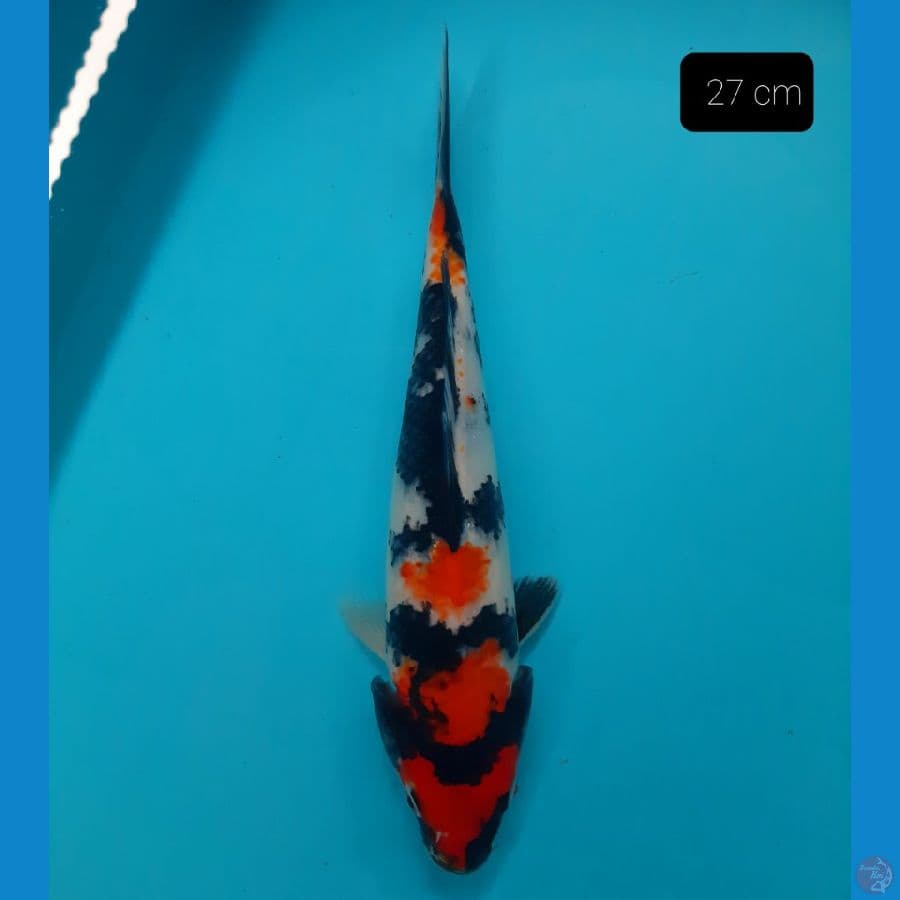 showa 27 cm