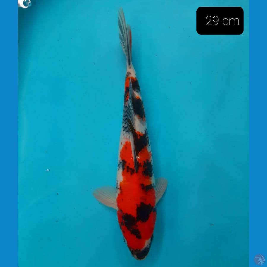 showa 29 cm