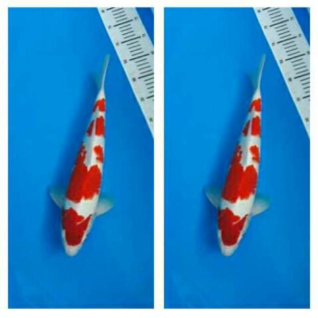 Kohaku
