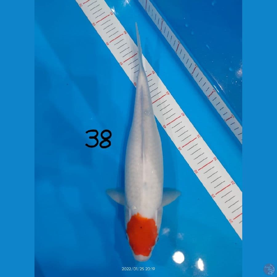 Tancho Kohaku 38cm