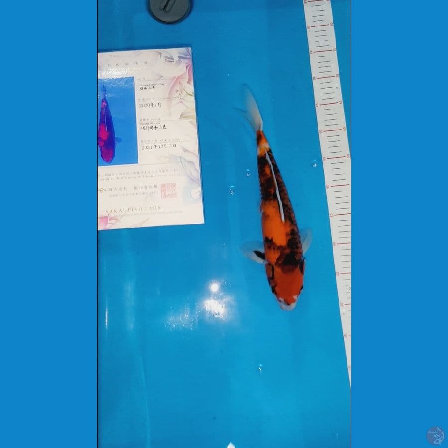 Showa Serty Sakai 37cm Male