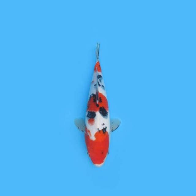 28CM - SANKE