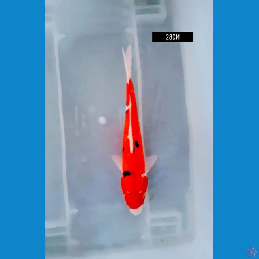 sanke 28 cm