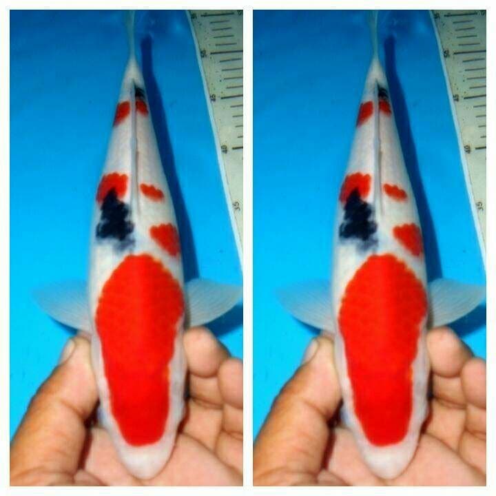 Sanke f1 bersih bakat jumbo