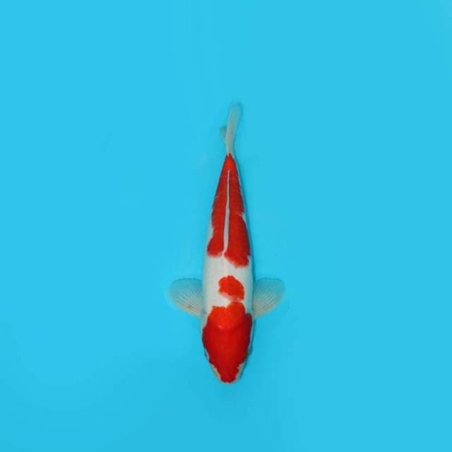 32CM - KOHAKU