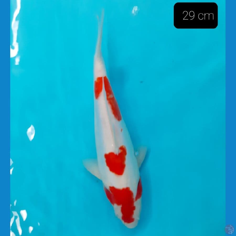 kohaku doit 29 cm