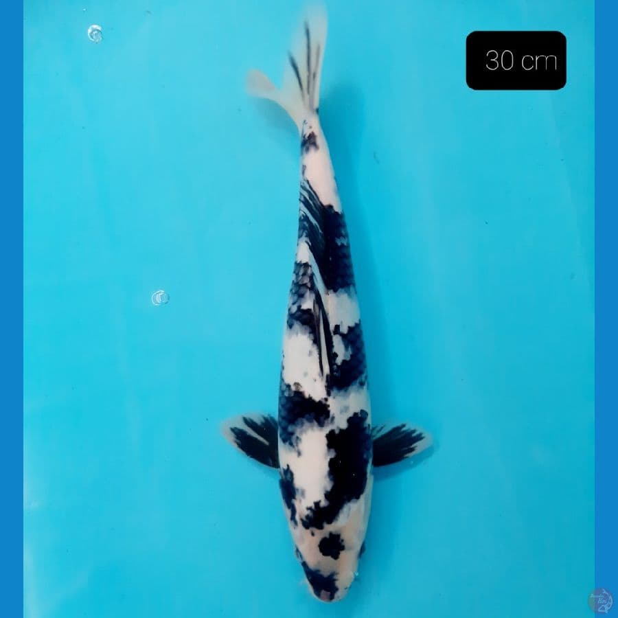 shiro 30 cm