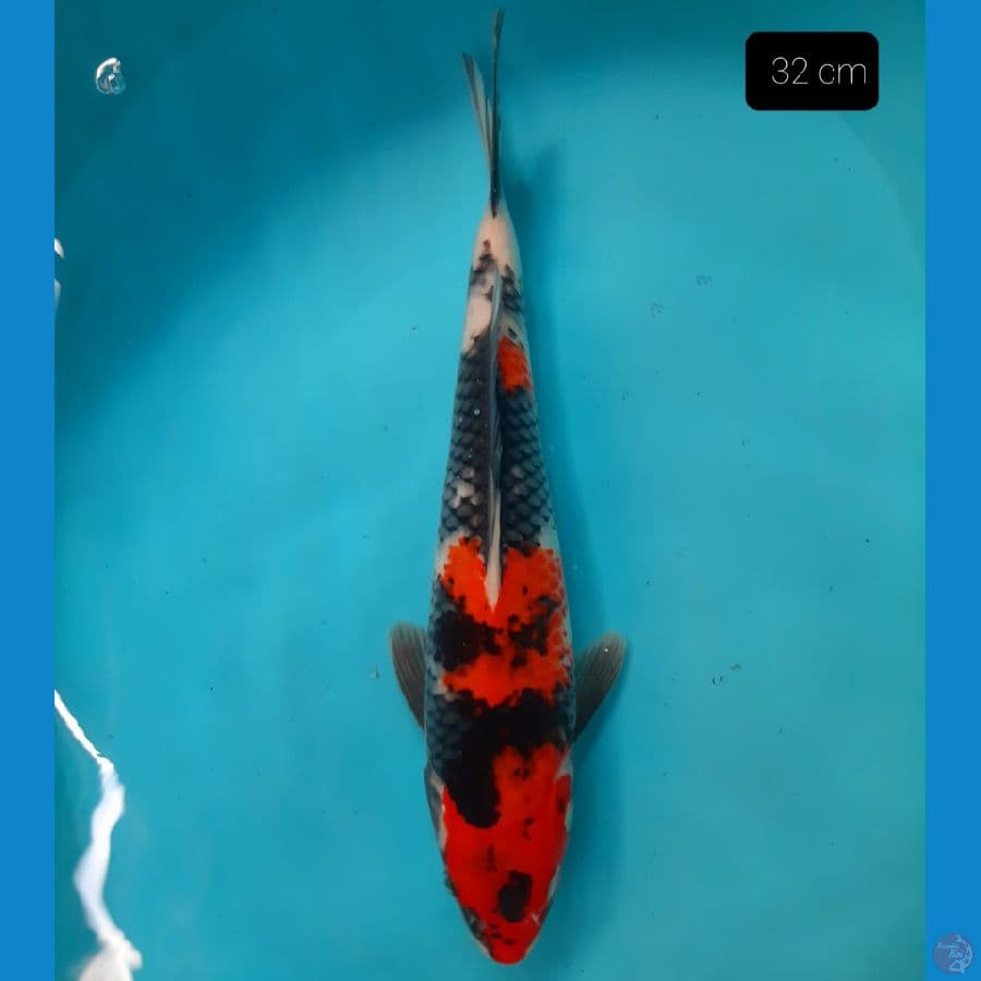 showa 32 cm