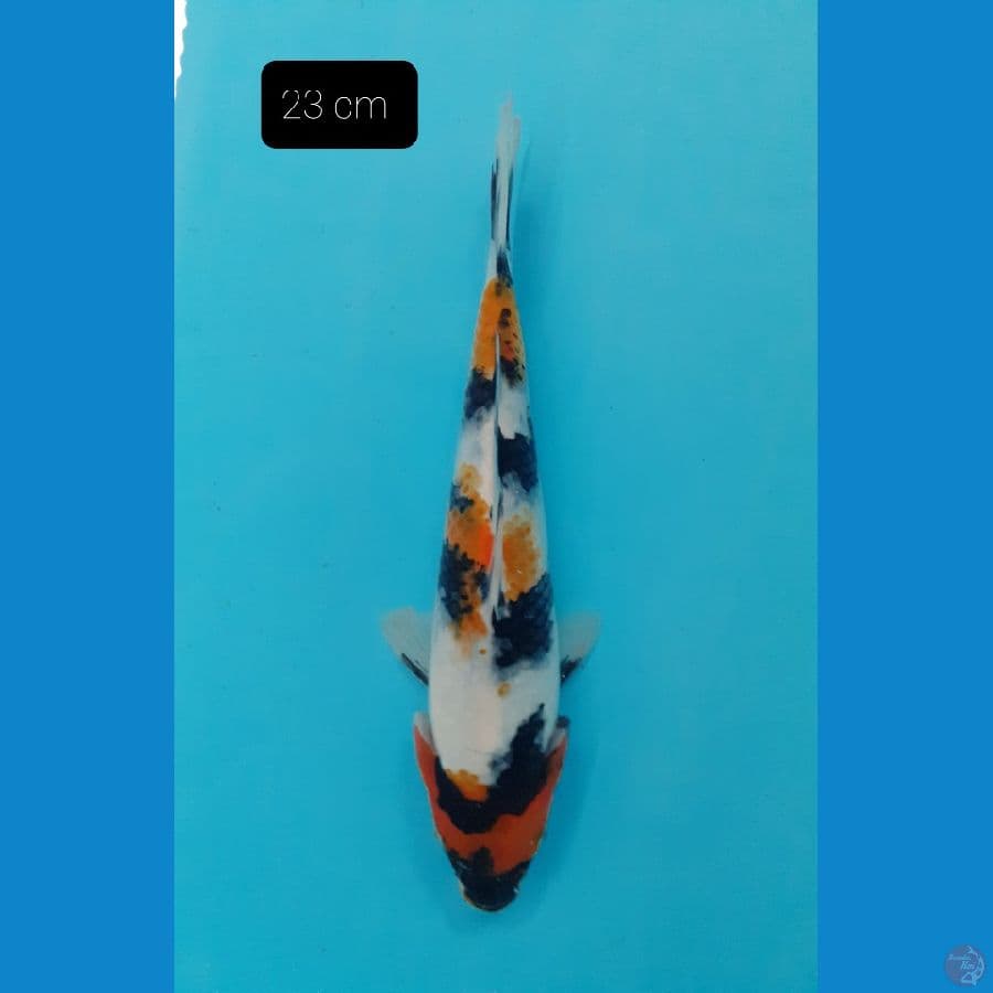 Showa 23 cm