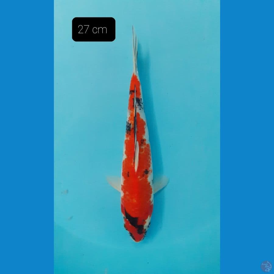 Showa 27 cm