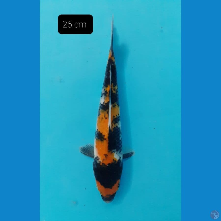 Showa 25 cm