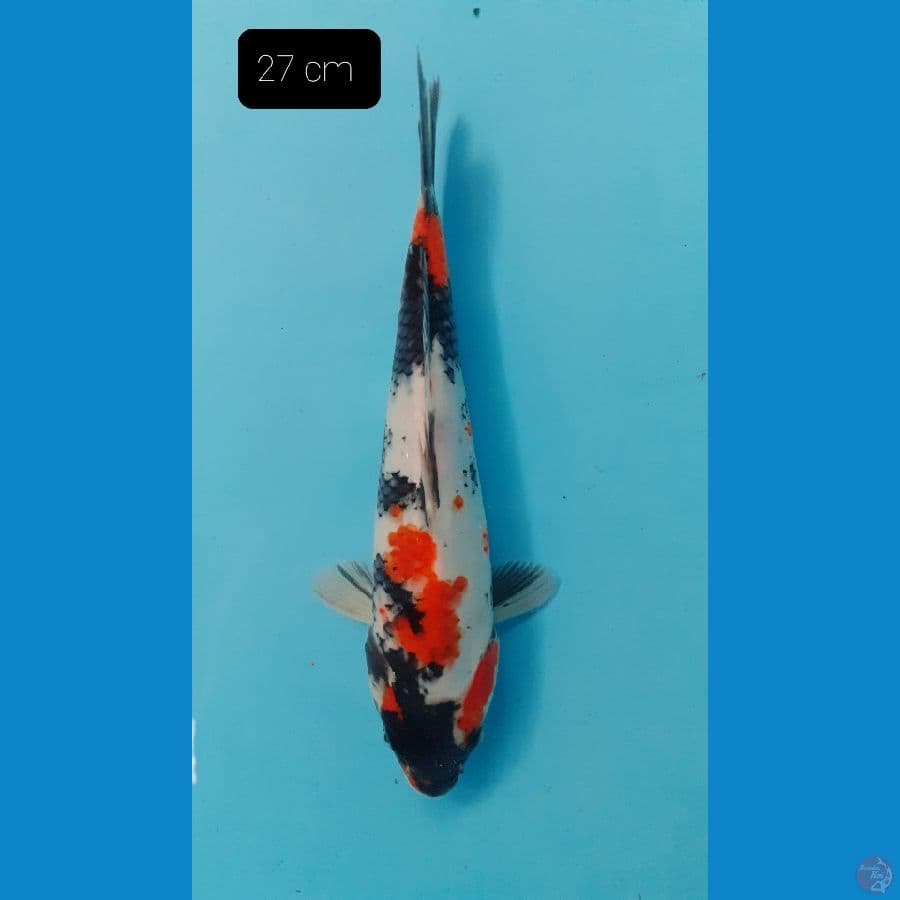 Showa 27 cm