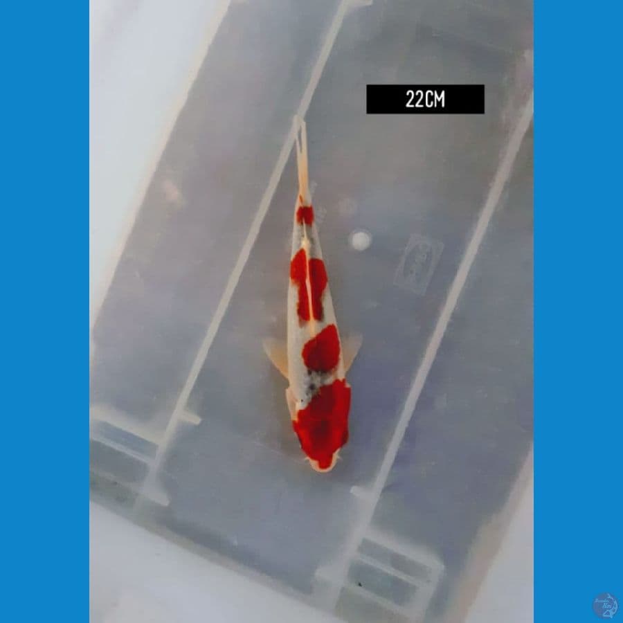 goshiki 22 cm
