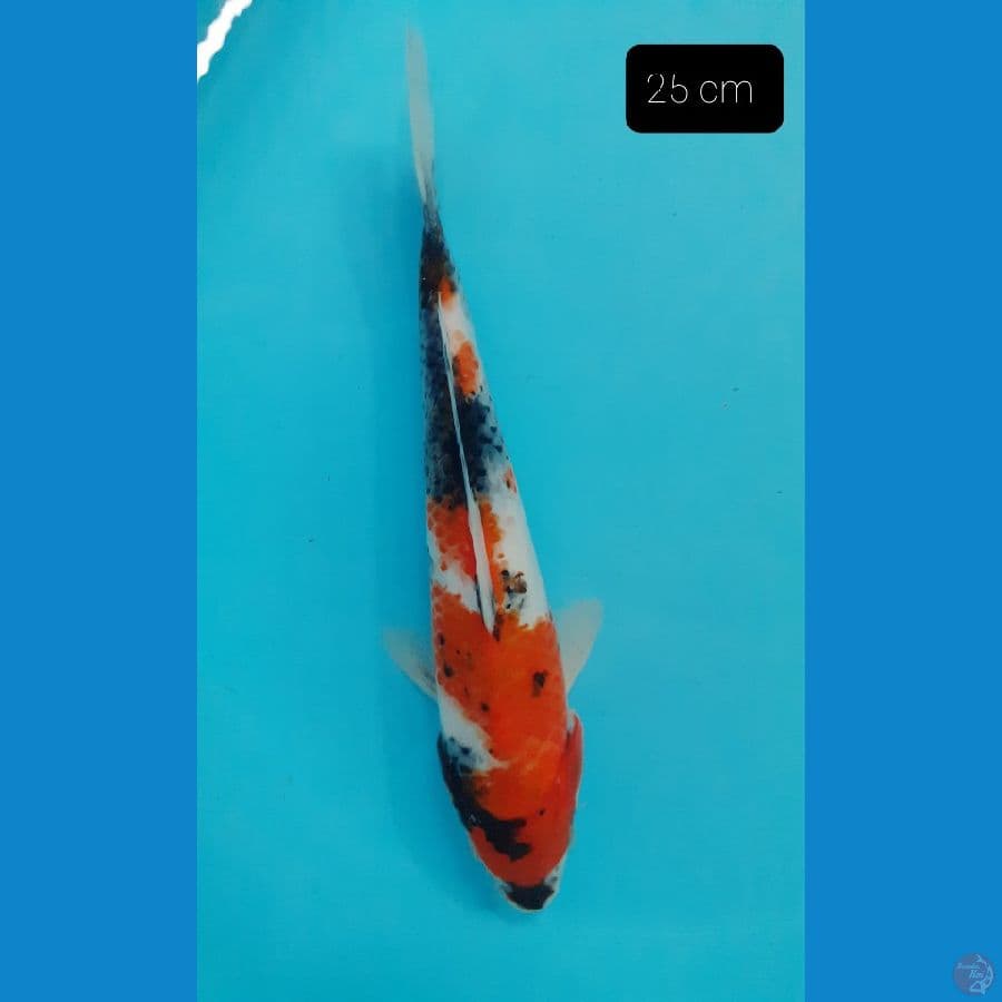 Showa 25 cm
