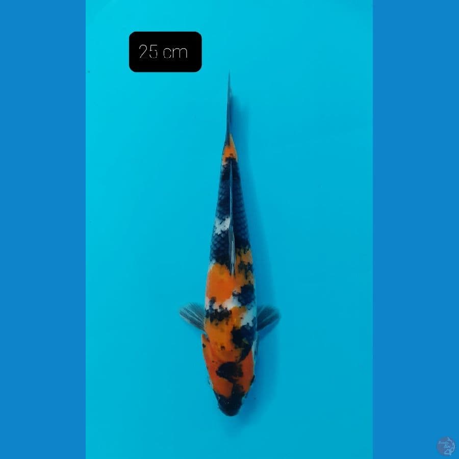 Showa 25 cm