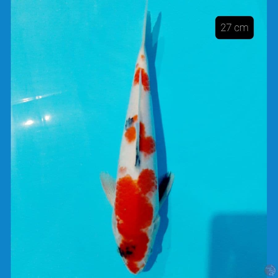 sowa 27 mumer cm