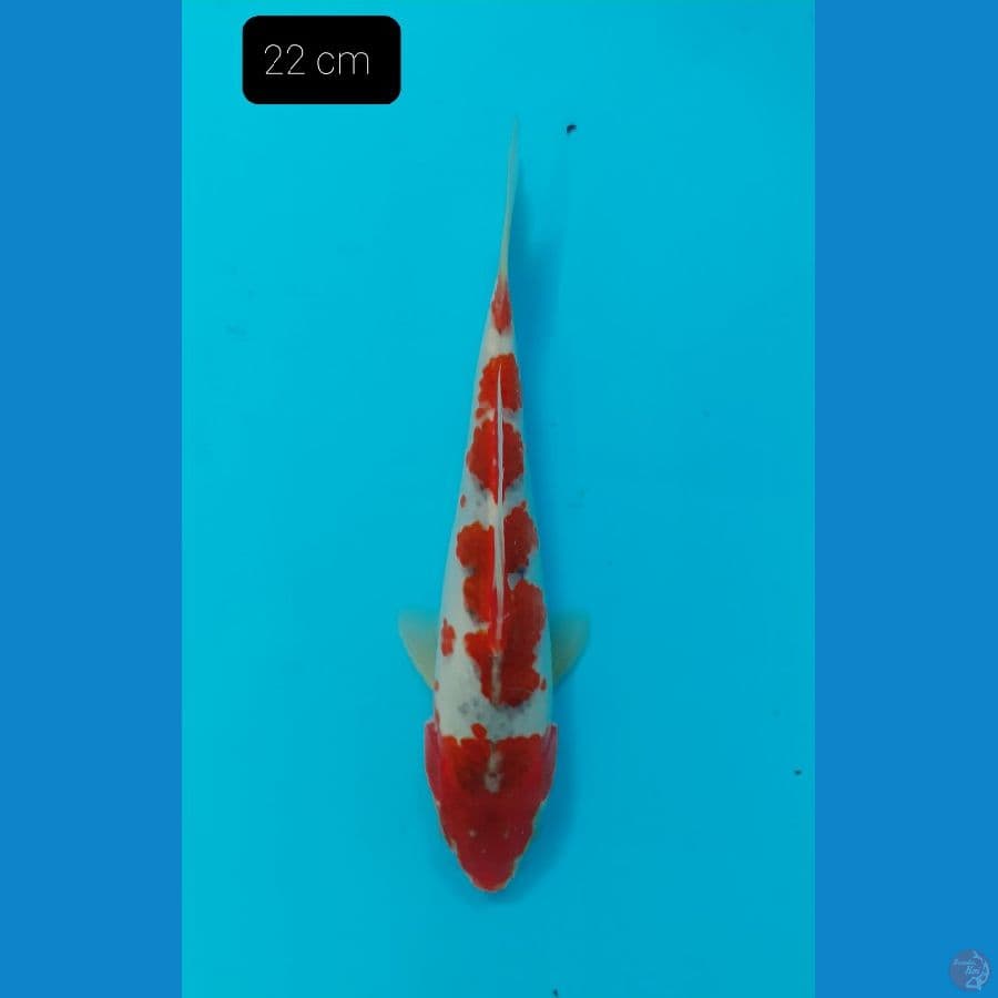 Goshiki 22 cm