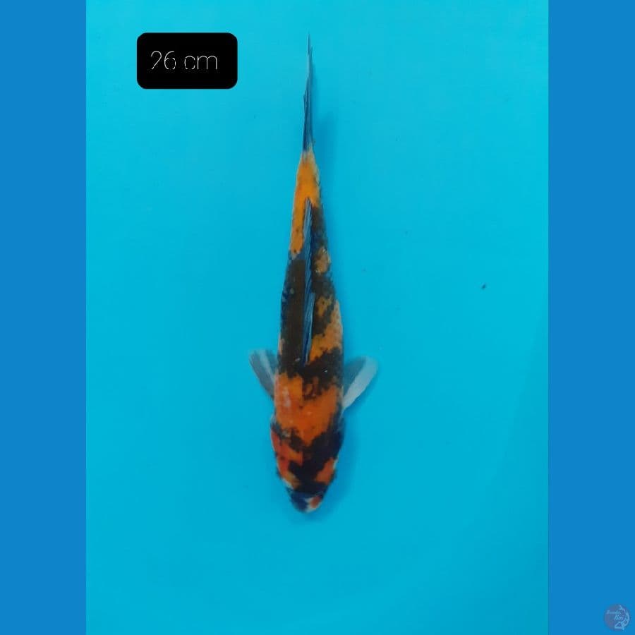Showa 26 cm