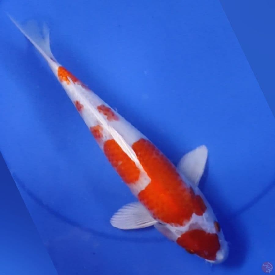 KOHAKU HIKARI 36CM