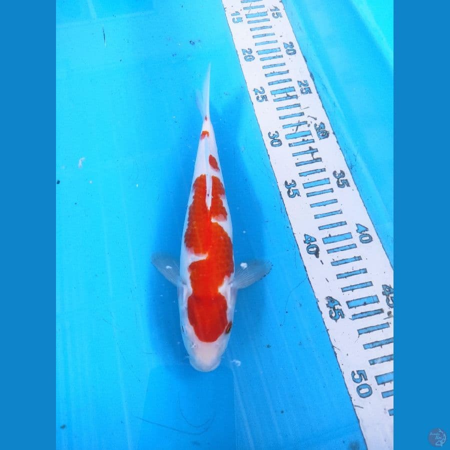 kohaku 25cm
