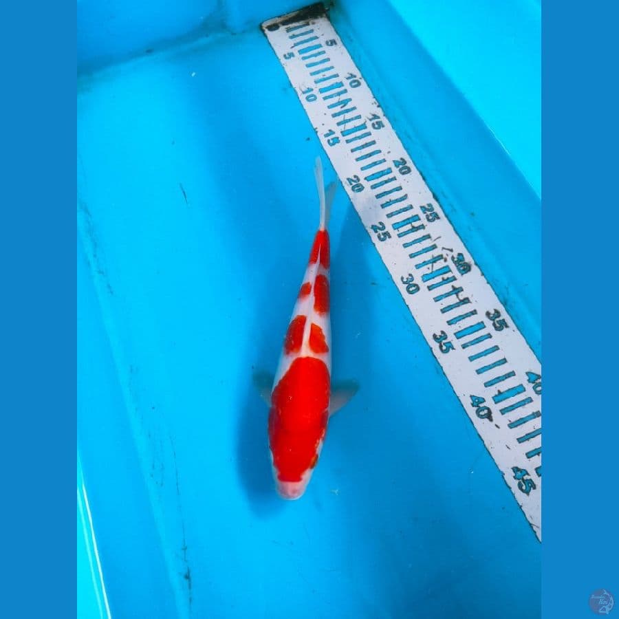 kohaku 4step 25cm