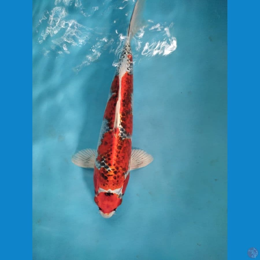 maruten gosiki 37cm male