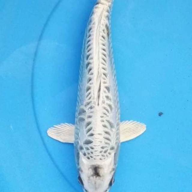 Antik sisik naga