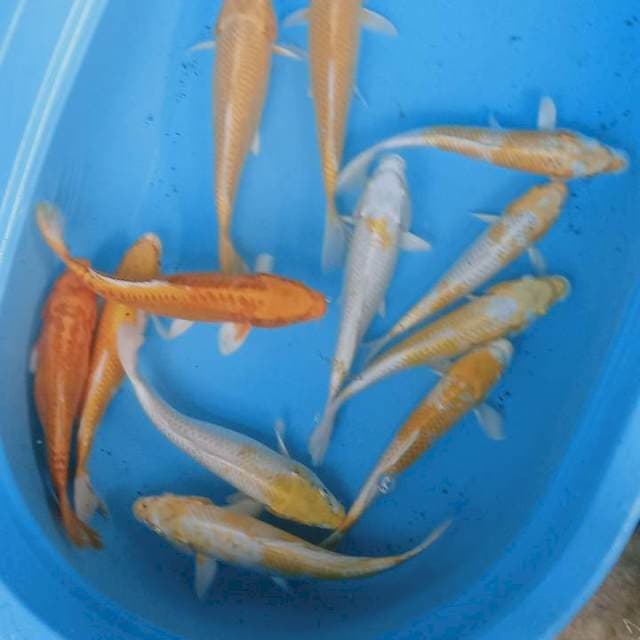 Yamabuki hariwake 25,27,30