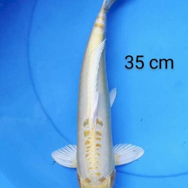 Antik 35 cm